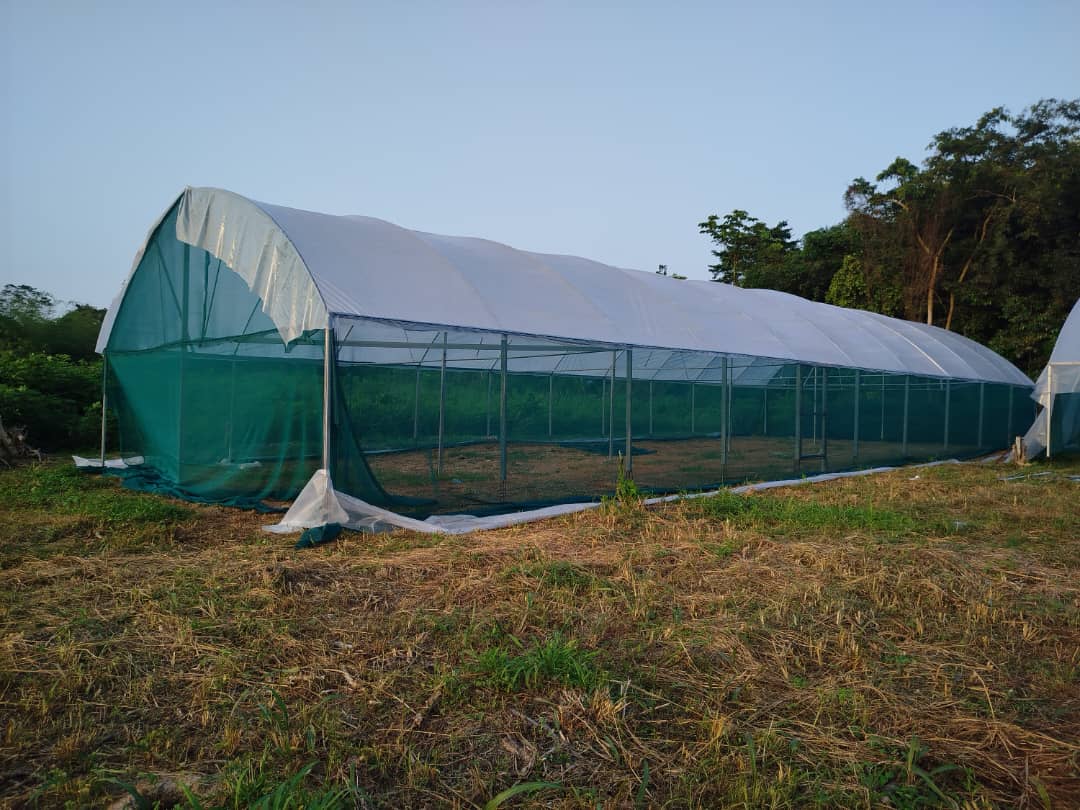 Azaguié — 4 serres de 250 m²